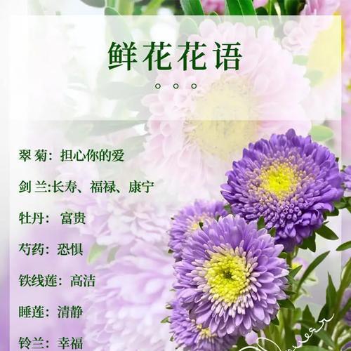 紫铃花的花语是什么？网络用语中的含义是什么？