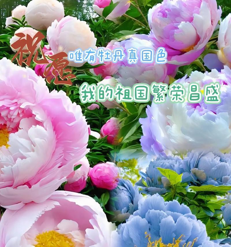 牡丹花的感情花语是什么？它传达了哪些情感？