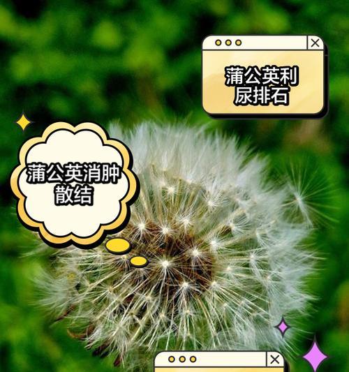 蒲公英的花语有多少人了解？