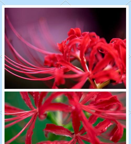 无疾而终的恋爱花语有何寓意？它表达了什么？