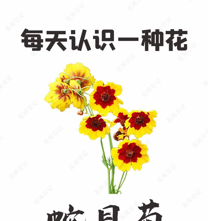 雾中雏菊的花语有何特别之处？