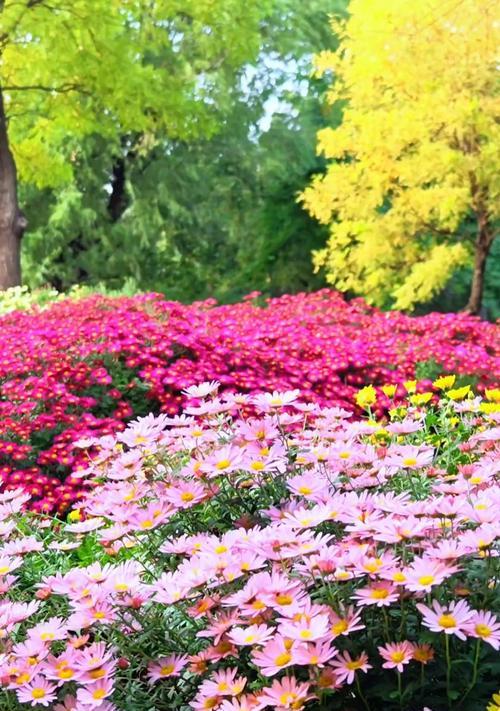 十月有哪些花的花语？