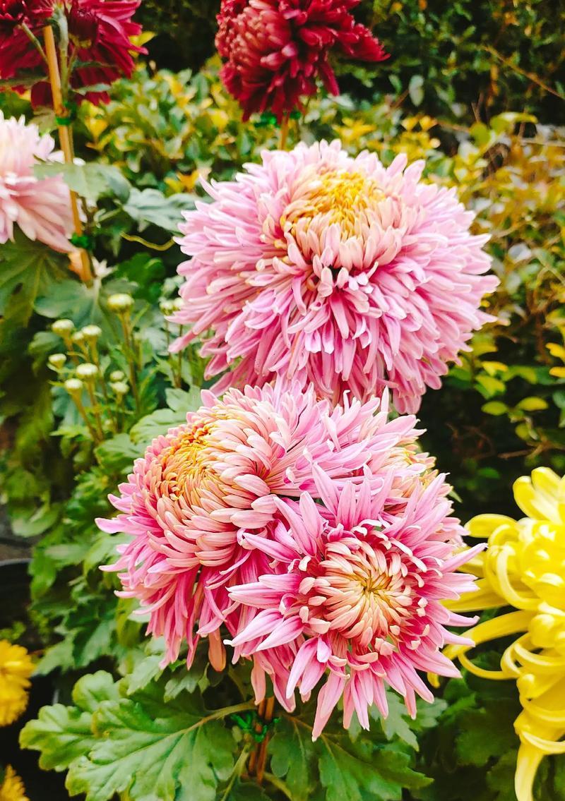 十月有哪些花的花语？