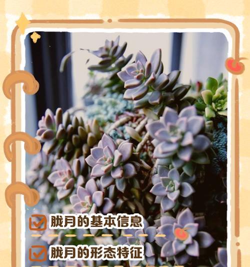 简单的多肉植物有哪些花语?