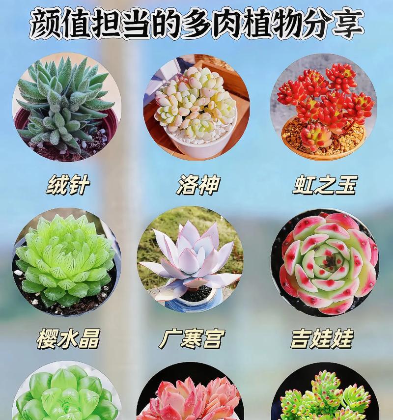 简单的多肉植物有哪些花语？