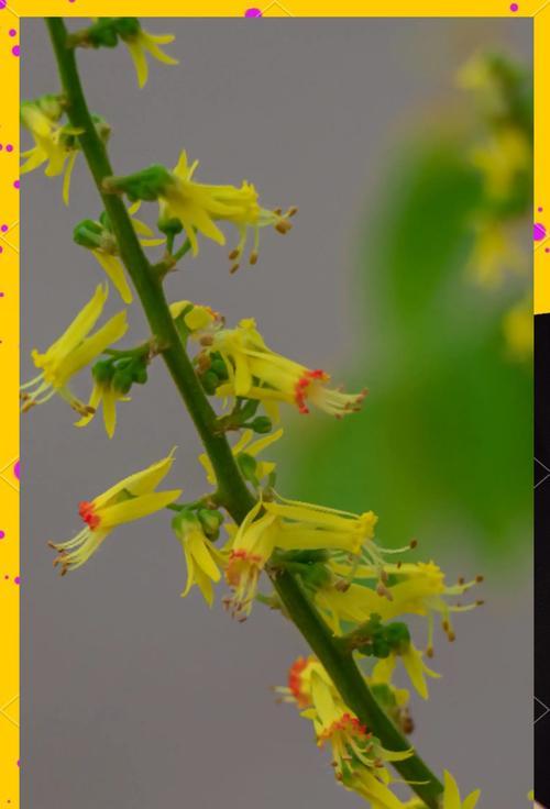 栾树种子的寓意和花语是什么？