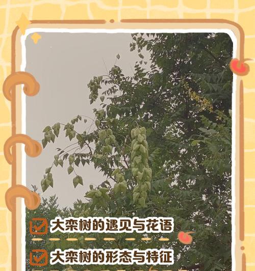 栾树种子的寓意和花语是什么？