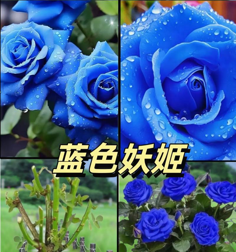 碎冰蓝妖姬玫瑰代表了什么？