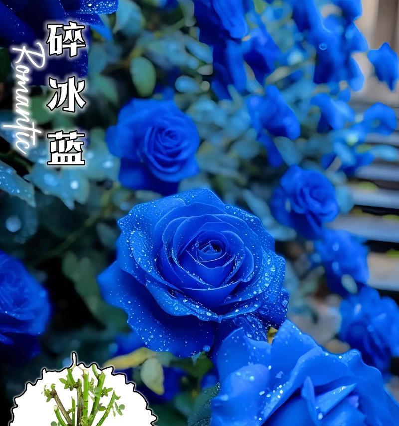 碎冰蓝妖姬玫瑰代表了什么？