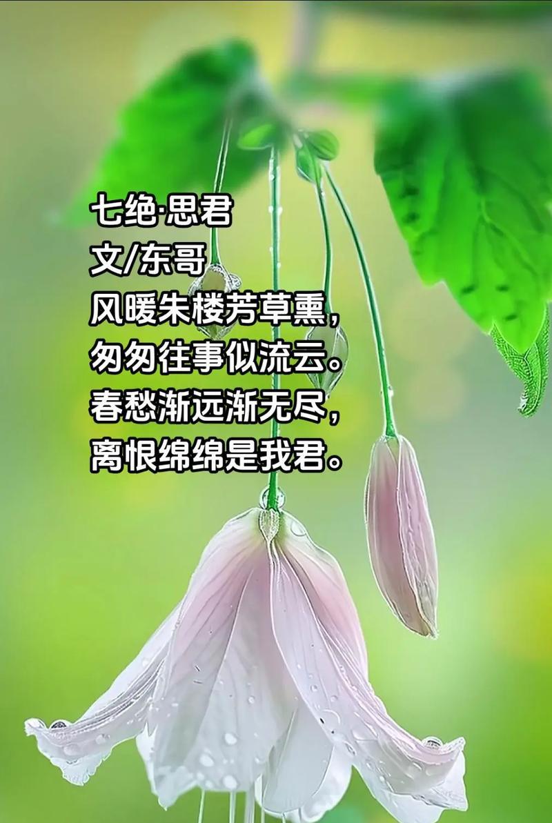 我似晨星君似月花语是什么？这句话的含义是什么？