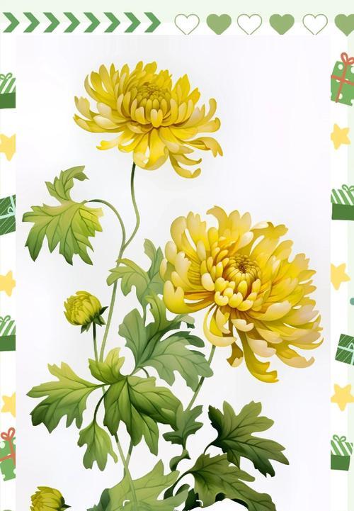 菊花与玫瑰搭配的花语有何深意？