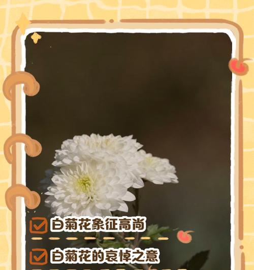 菊花与玫瑰搭配的花语有何深意？