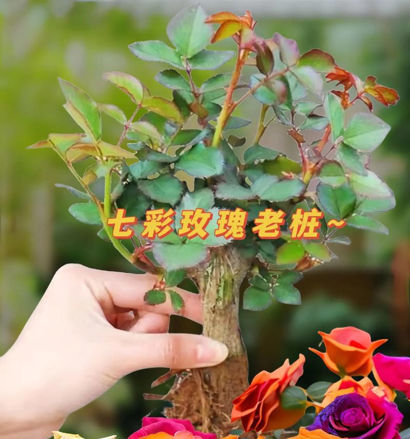 蓝冰玫瑰的花语是什么？这种颜色的玫瑰有何特殊含义？