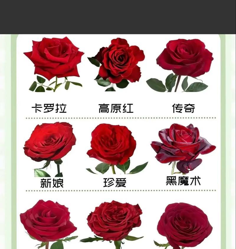 女生排队送男生玫瑰花代表什么？玫瑰花语中的爱情表达是什么？