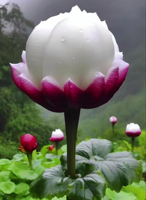 29朵牡丹花代表了什么？