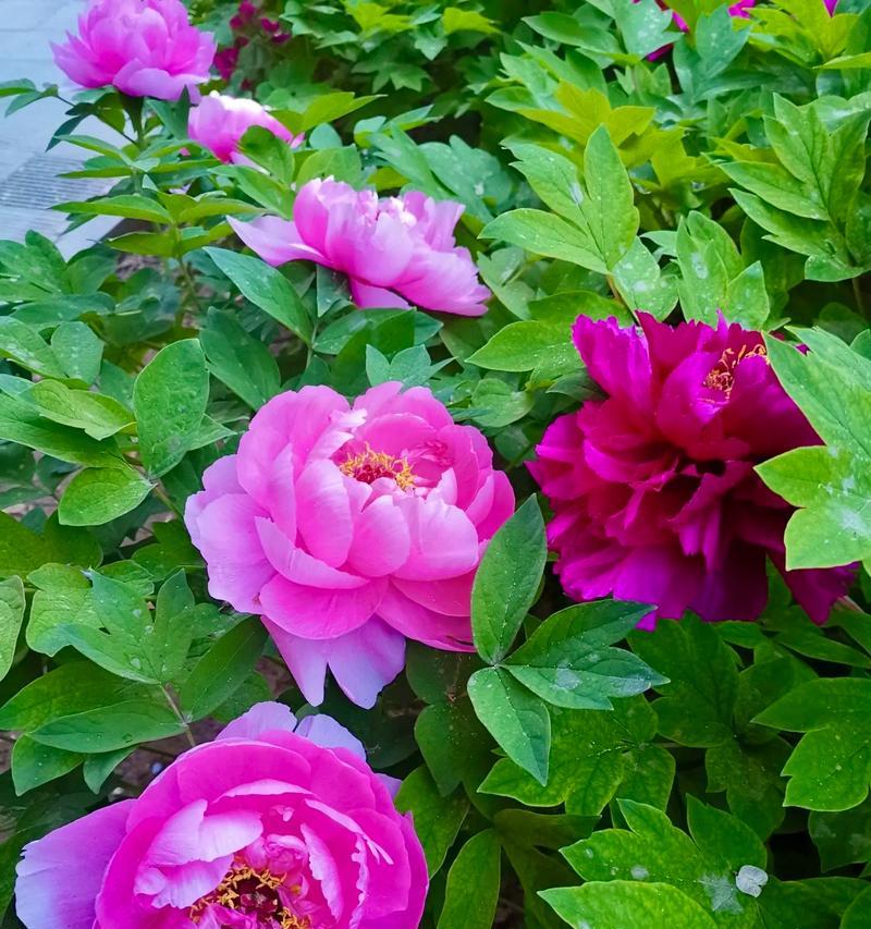 29朵牡丹花代表了什么？