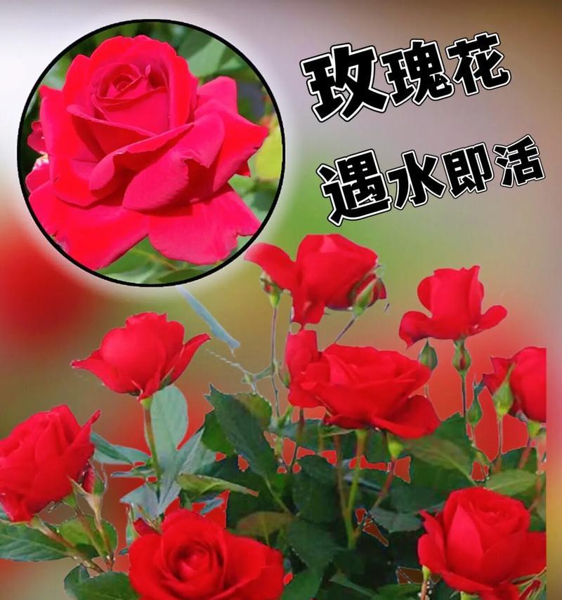 919朵玫瑰传递什么花语？它在爱情中象征什么？