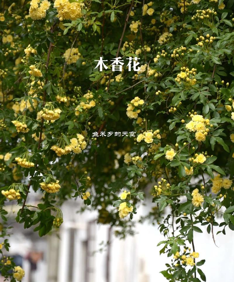 全网最爆火的花语是什么？哪种花语最受欢迎？