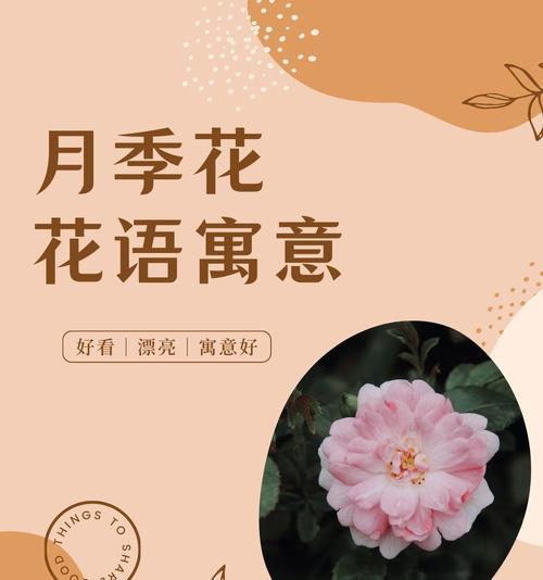 月季花语代表什么？阳光月季的寓意是什么？