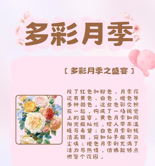 月季花语代表什么？阳光月季的寓意是什么？