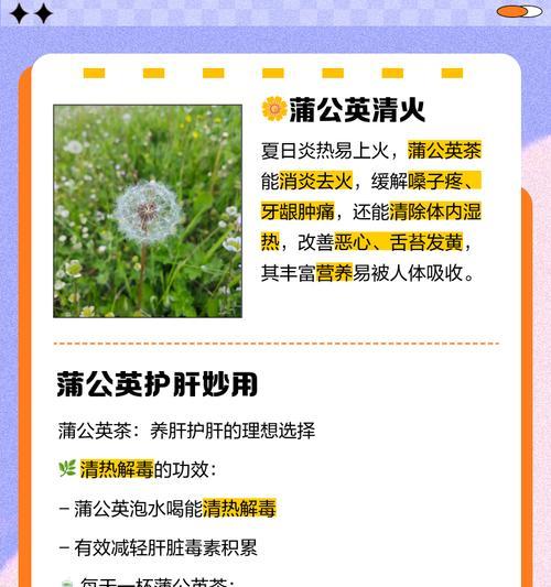 蒲公英的完整花语包含哪些内容？