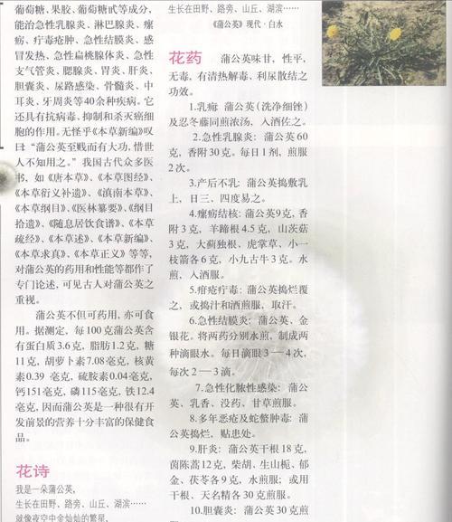 蒲公英的完整花语包含哪些内容？