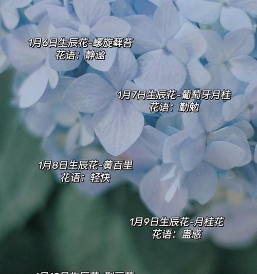 道具本命花的花语是什么？如何选择适合自己的道具花？
