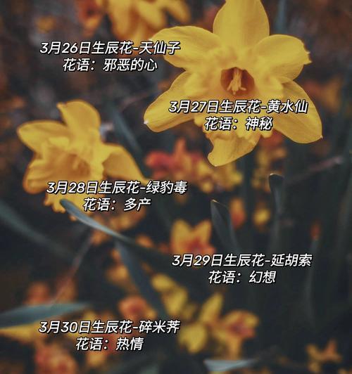 道具本命花的花语是什么？如何选择适合自己的道具花？