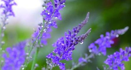 防水广告花语是什么呢？广告中的花语有何深意？