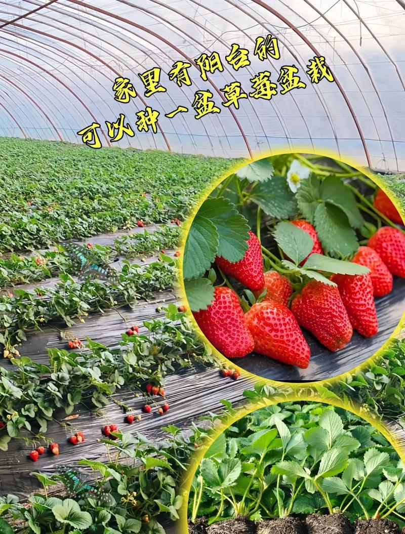 草莓的花语有何含义？草莓象征着什么？