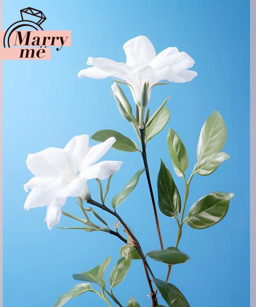 当兵朋友适合哪种花语？送什么花表示支持和鼓励？