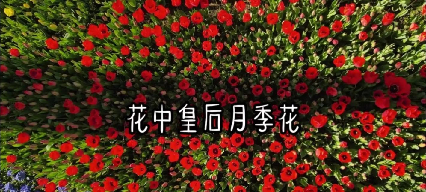 当兵朋友适合哪种花语？送什么花表示支持和鼓励？