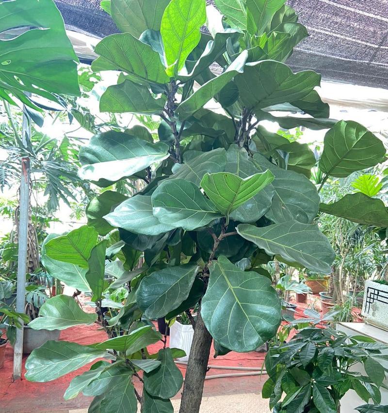 绿植榕树的寓意和花语是什么？它传递了怎样的信息？