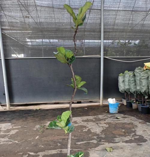 绿植榕树的寓意和花语是什么？它传递了怎样的信息？