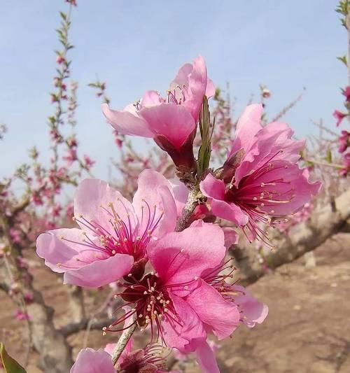 桃花的花语有哪些？它在文化中扮演什么角色？