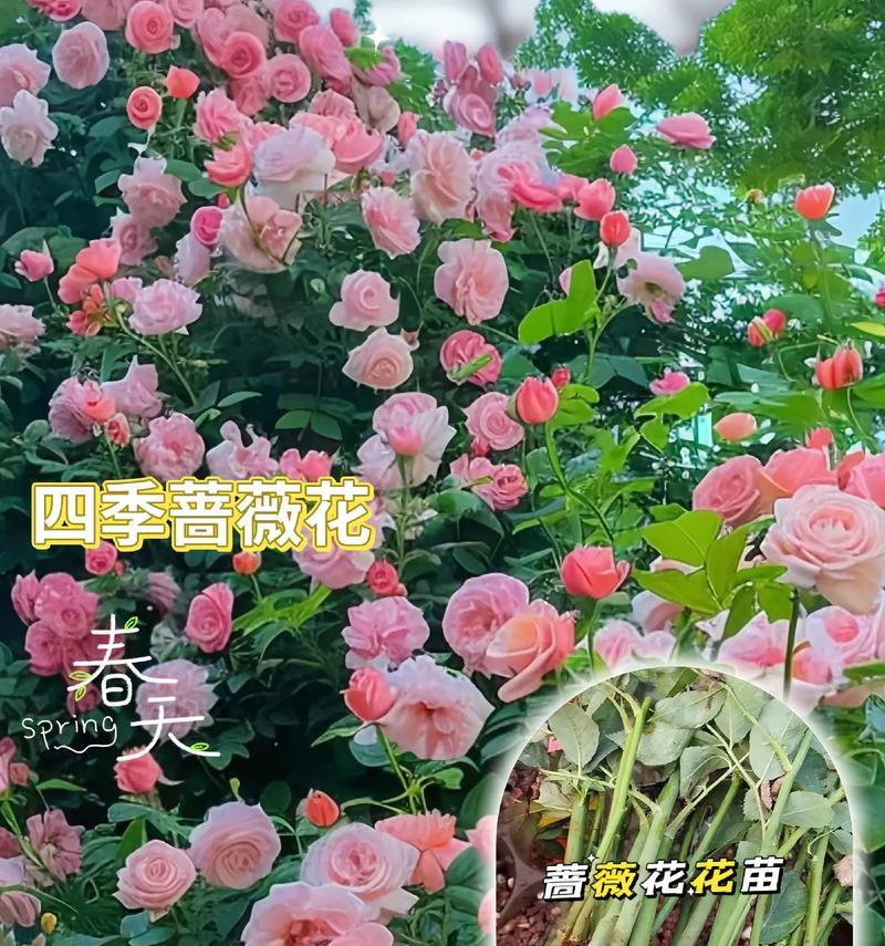 蔷薇中的佳丽花语有何深意？