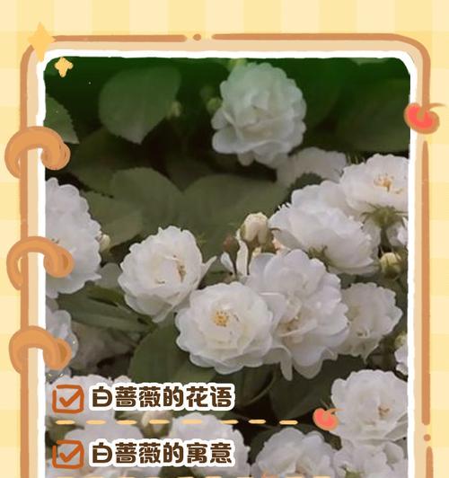 蔷薇中的佳丽花语有何深意？