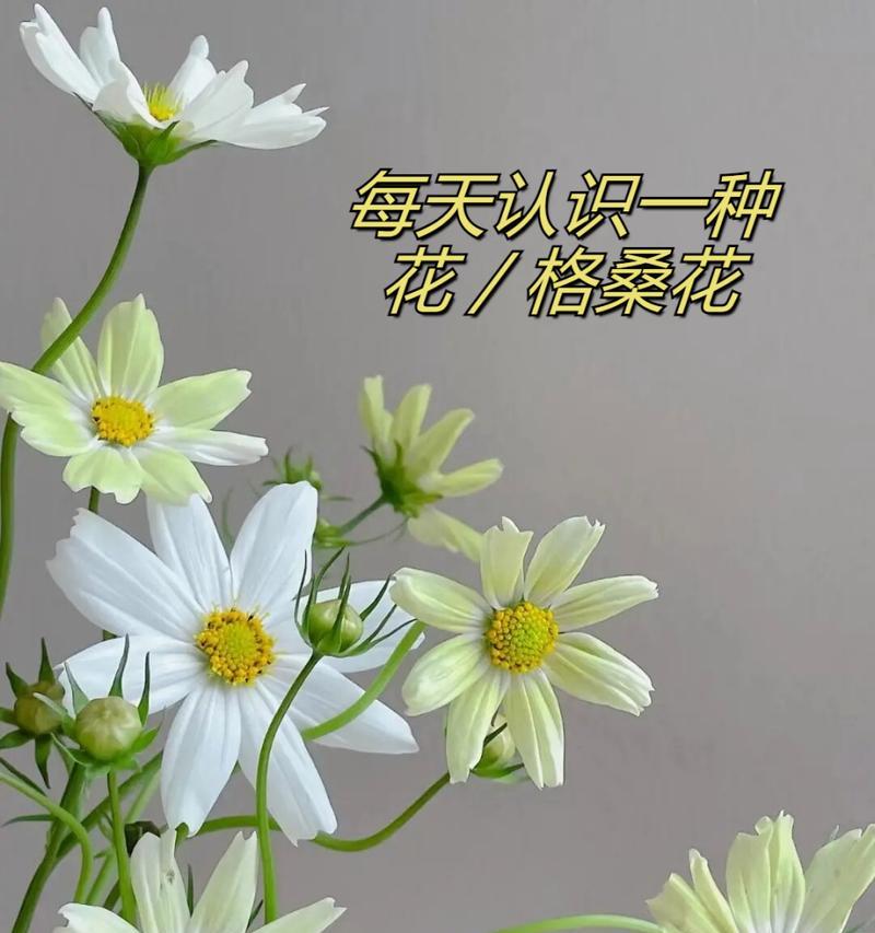 哪种花代表着和平的花语？