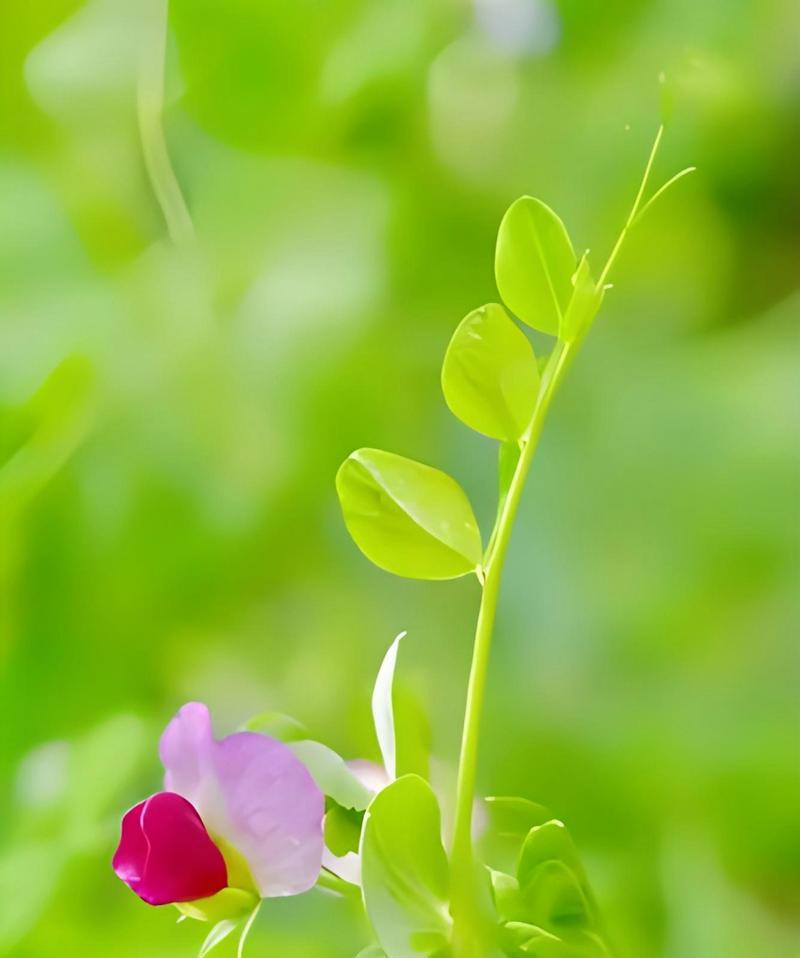 豌豆花不同颜色的花语是什么？它们各自代表什么意义？