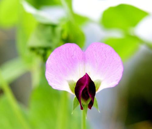 豌豆花不同颜色的花语是什么？它们各自代表什么意义？