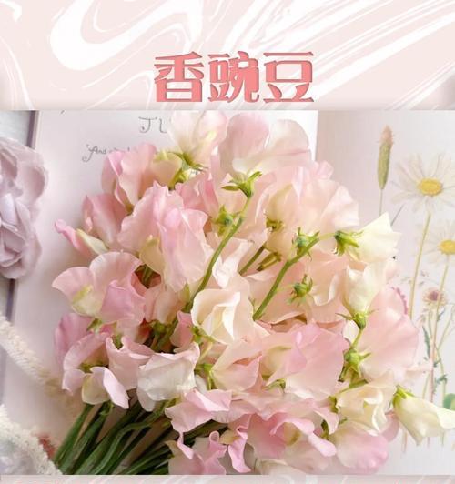 豌豆花不同颜色的花语是什么？它们各自代表什么意义？