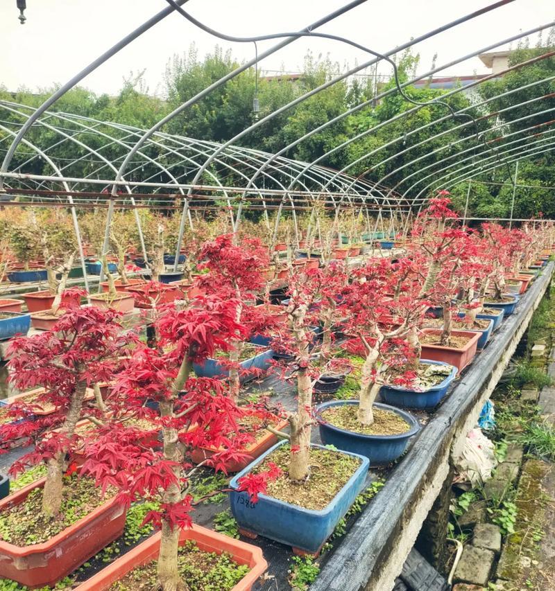 花语与爱情无关是什么意思？