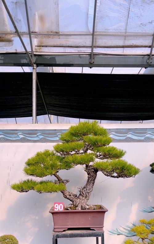 花语与爱情无关是什么意思？