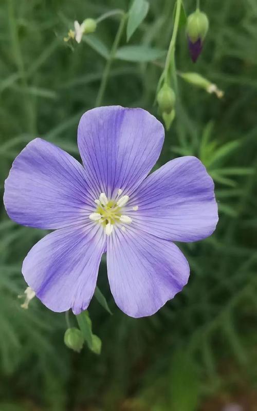 俄罗斯传统花朵的花语有哪些？