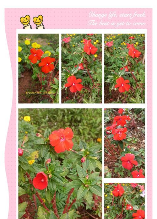 凤仙花的花语有何含义？