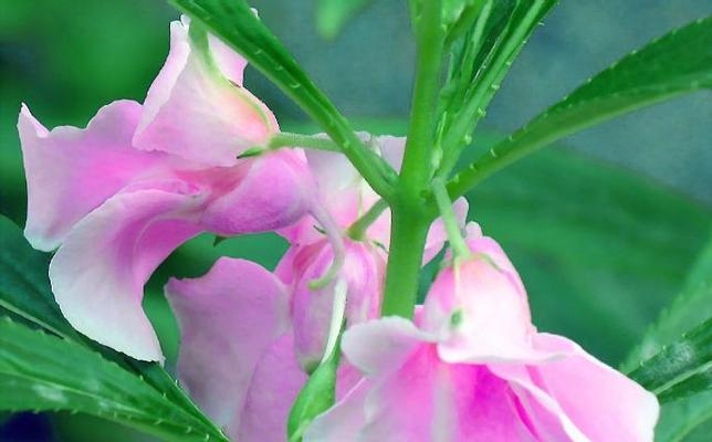 凤仙花的花语有何含义？