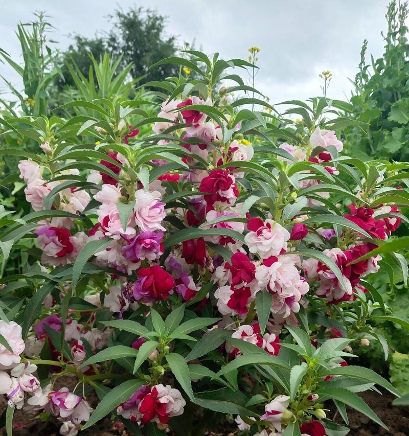 凤仙花的花语有何含义？