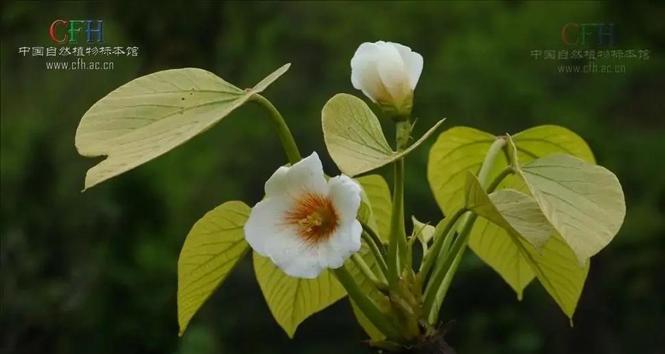 九江山竹的花语是什么？这种花语有何深意？