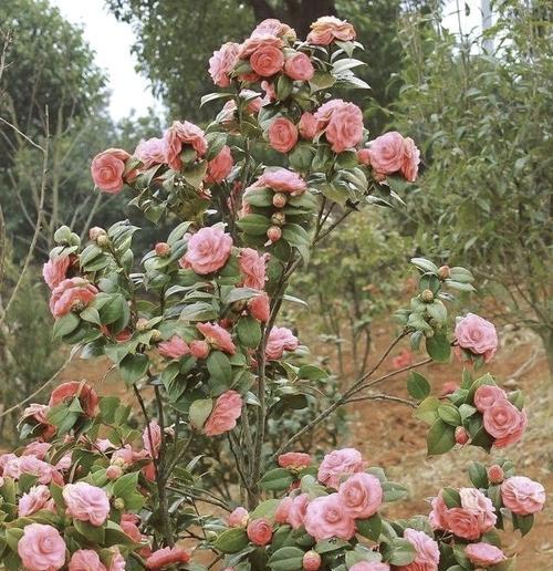 九江山竹的花语是什么？这种花语有何深意？