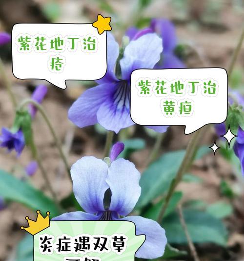 沈丁花在日本的花语是什么？它在日本文化中扮演什么角色？